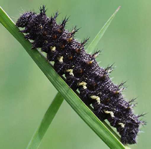 chenille-Vanessa atalanta