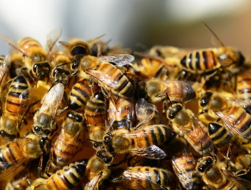 abeilles et pesticides