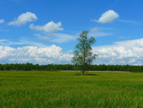 prairies