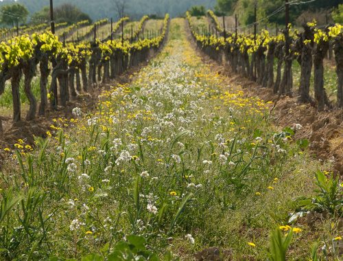 mauvaises herbes