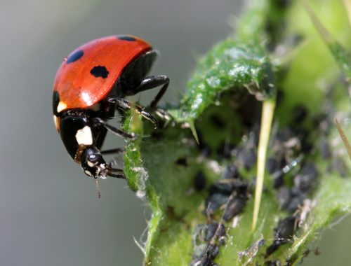 coccinelle et pucerons