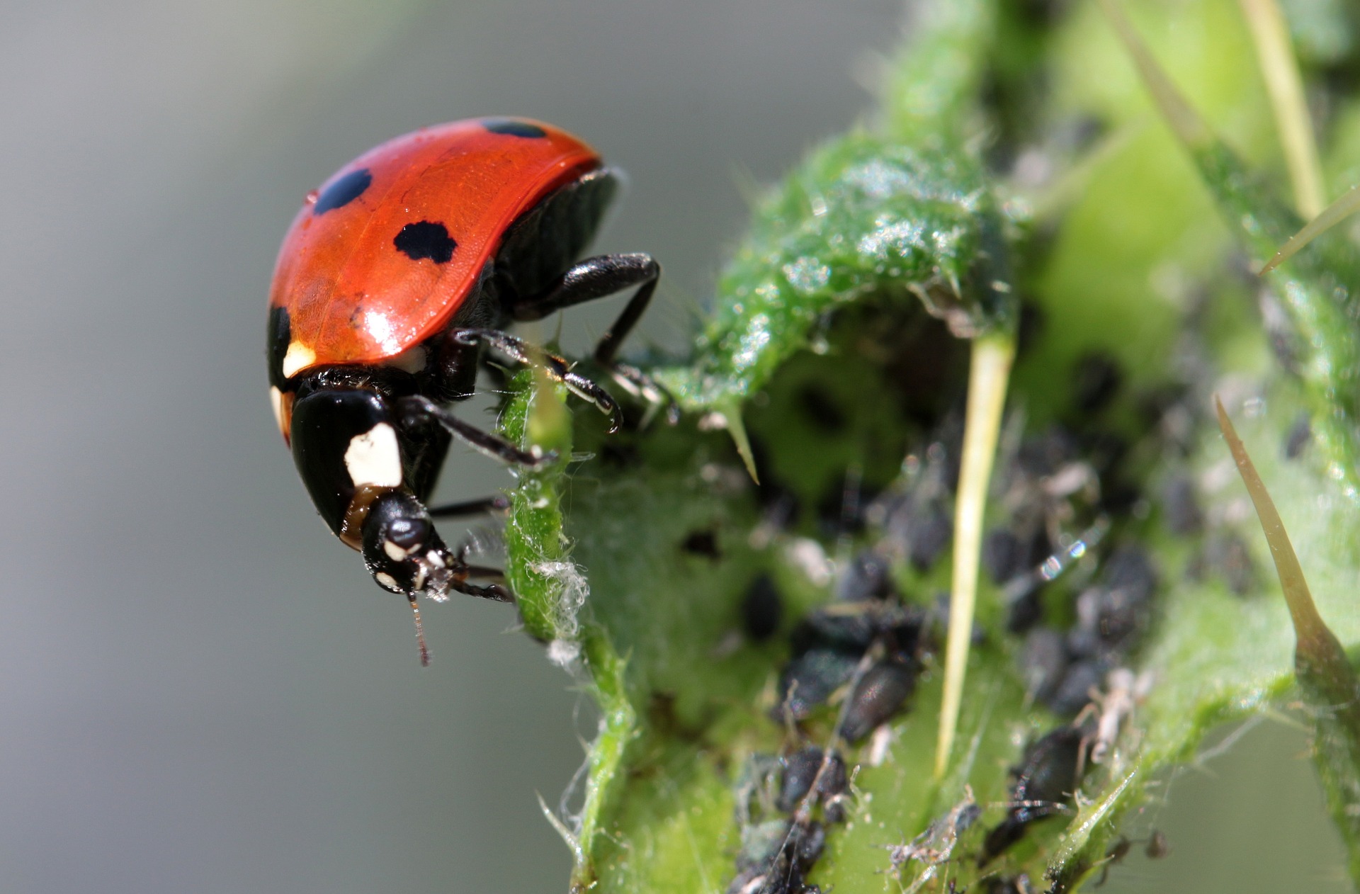 Les Coccinelles