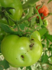 Dégats tuta absoluta sur fruits