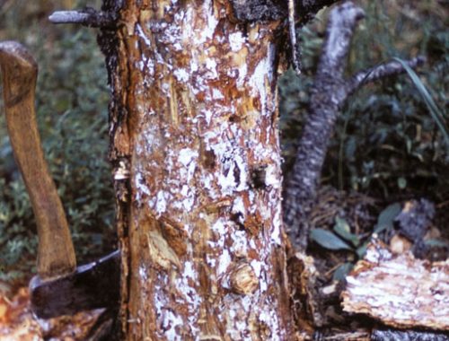 Maladie des racines (c) USDA Forest Service - Region 2 - Rocky Mountain Region , USDA Forest Service, Bugwood.org