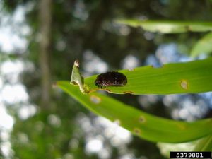 Larve de criocere du Lys