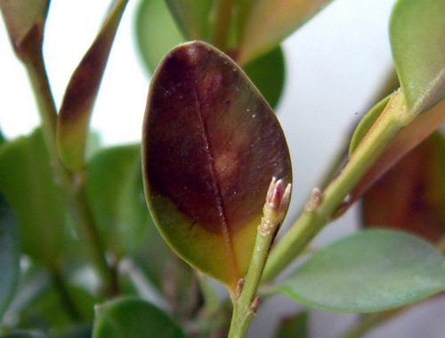 Cylindrocladium buxicola (c) Fredon Aquitaine