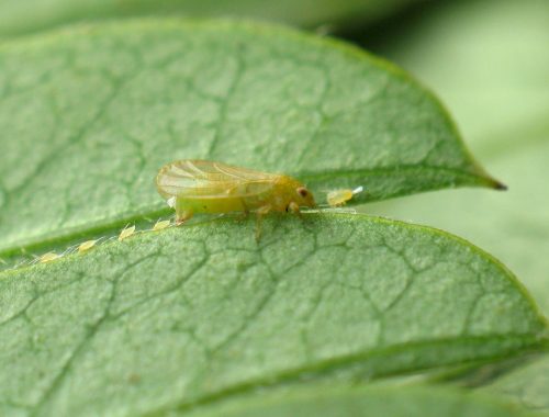 Ponte de psylle (c) Lequet A., insectes-net.fr