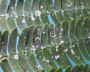 Aspect général des feuilles infestées