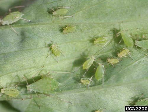 Colonie puceron Acyrthosphon pisum sur feuille