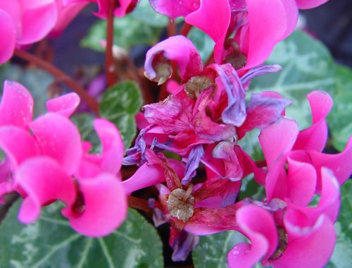 Symptômes sur fleurs de cyclamen (c) F. Marque / UPJ