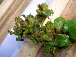 Aculops fuchsiae dégâts sur feuille