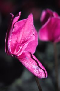 Frankliniella occidentalis sur cyclamen rose clair