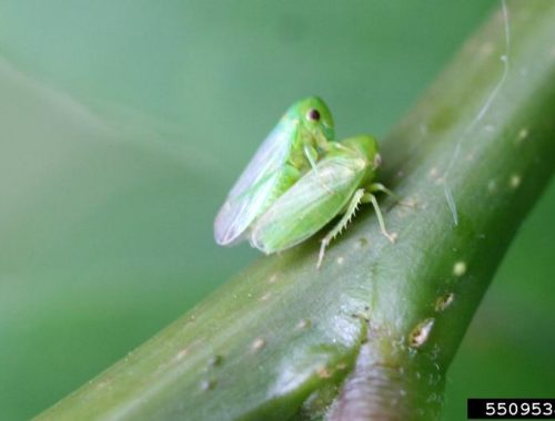 honeylocust leafhopper (Macropsis fumipennis) (c) Whitney Cranshaw, Colorado State University, Bugwood.org