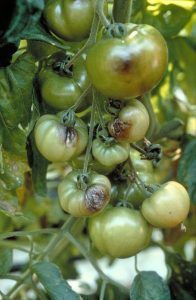 Mildiou sur tomates