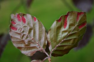 Acarien Eryophyes nervisequus fagineus (c) F. Marque, Dow Agrosciences