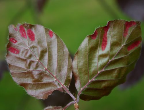 Acarien Eryophyes nervisequus fagineus (c) F. Marque, Dow Agrosciences