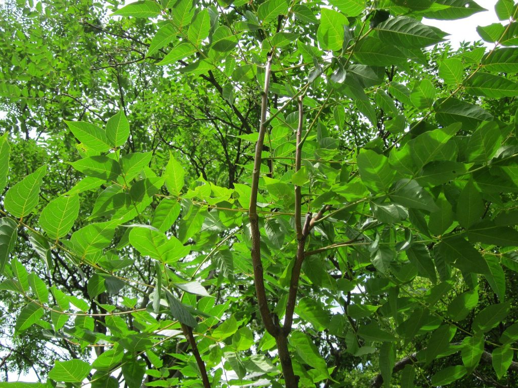 ailanthus-altissima