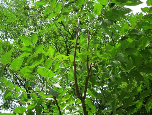 ailanthus-altissima