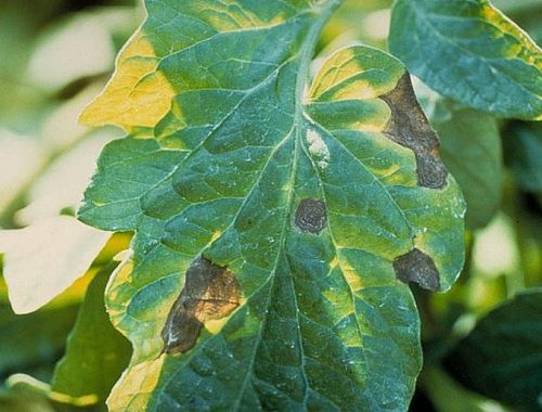 alternariose sur feuille de tomate