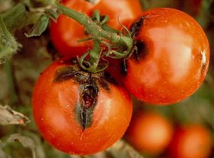 alternariose sur fruit tomate