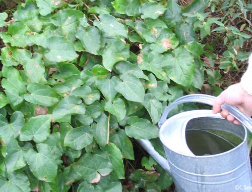 Arrosage au pied des plantes