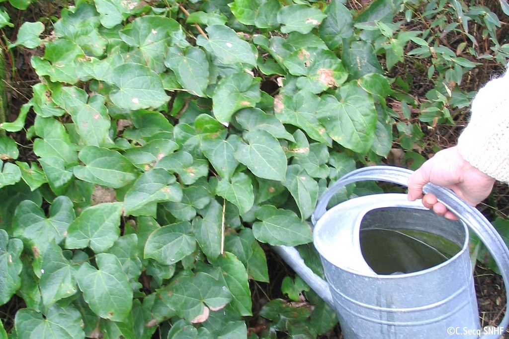 Arrosage à Partir D'un Arrosoir Plantes D'origine Cultivées Avec