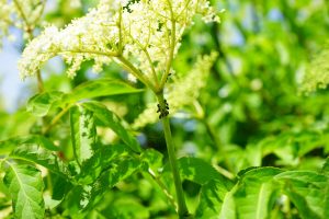 Les bioagresseurs au jardin