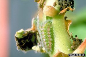 Chenille du brun du pelargonium