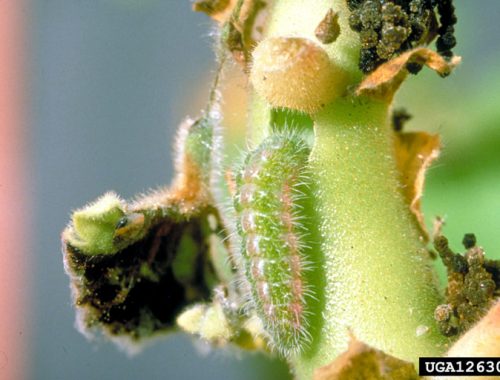 Chenille du brun du pelargonium (a) Victor Sarto i Montrey, servei de proteccio dels vegetals, bugwood.org