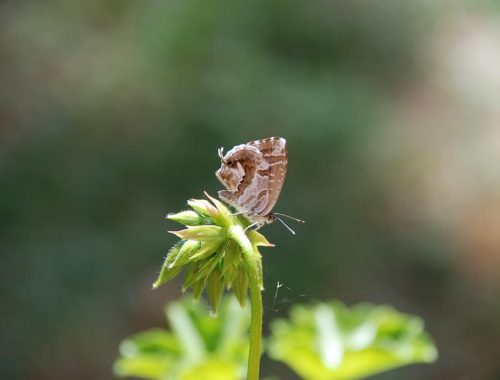 Brun du geranium (c) G. Carcasses