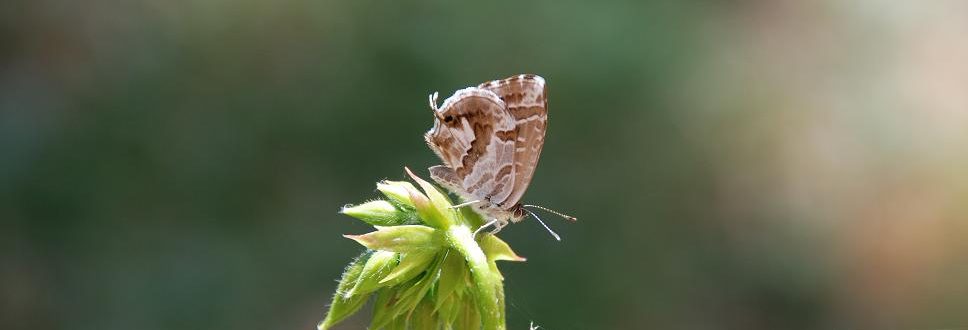 Brun du geranium (c) G. Carcasses