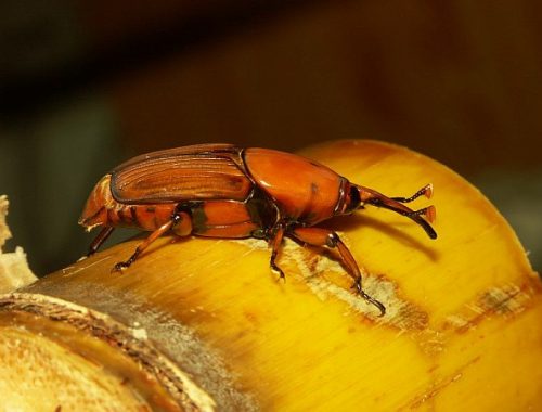 Femelle charançon rouge du palmier (c) INRA