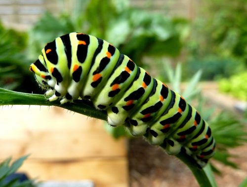 Chenille de machaon