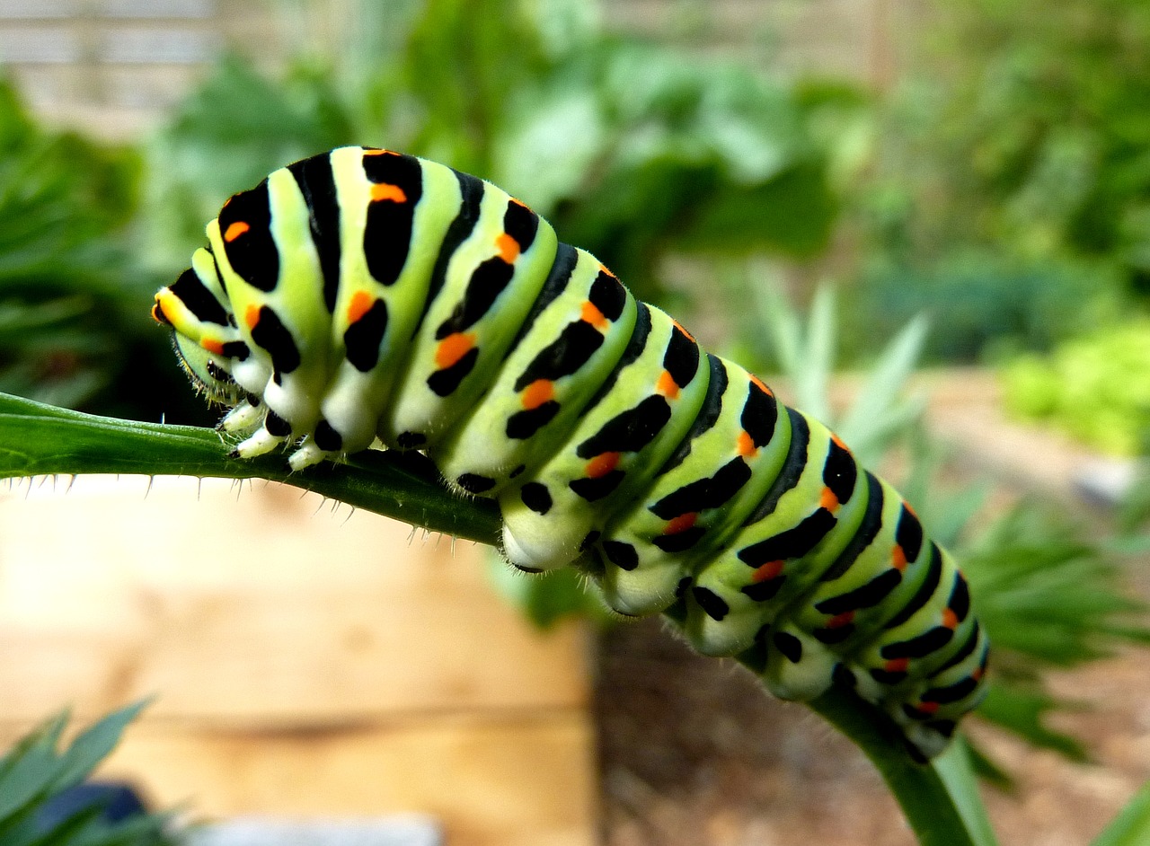 Chenille de machaon