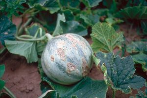 Cladosporiose du melon sur fruit