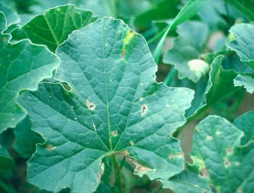 Cladosporiose du melon sur feuille