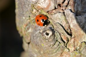 Les arbres: refuges et nourriture pour des auxiliaires