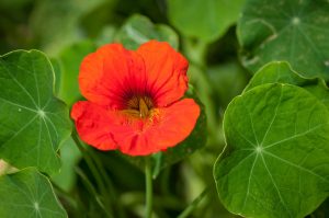 les capucines, plantes appât