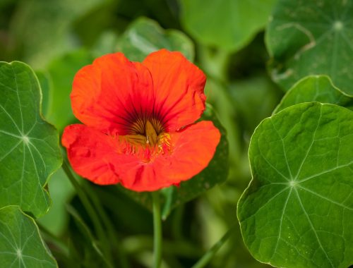 les capucines, plantes appât