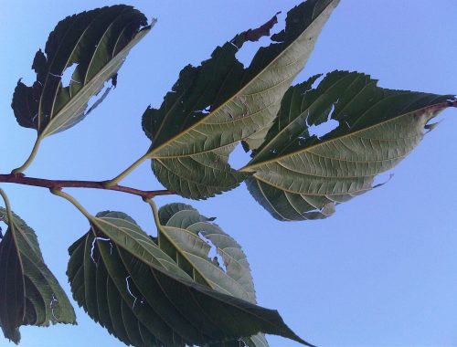 Dégats de grêle sur des feuilles de mûrier