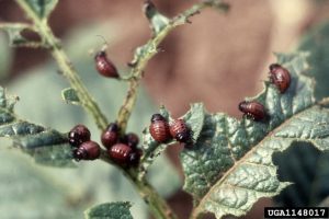 Larves de doryphore et dégâts sur plant de pomme de terre