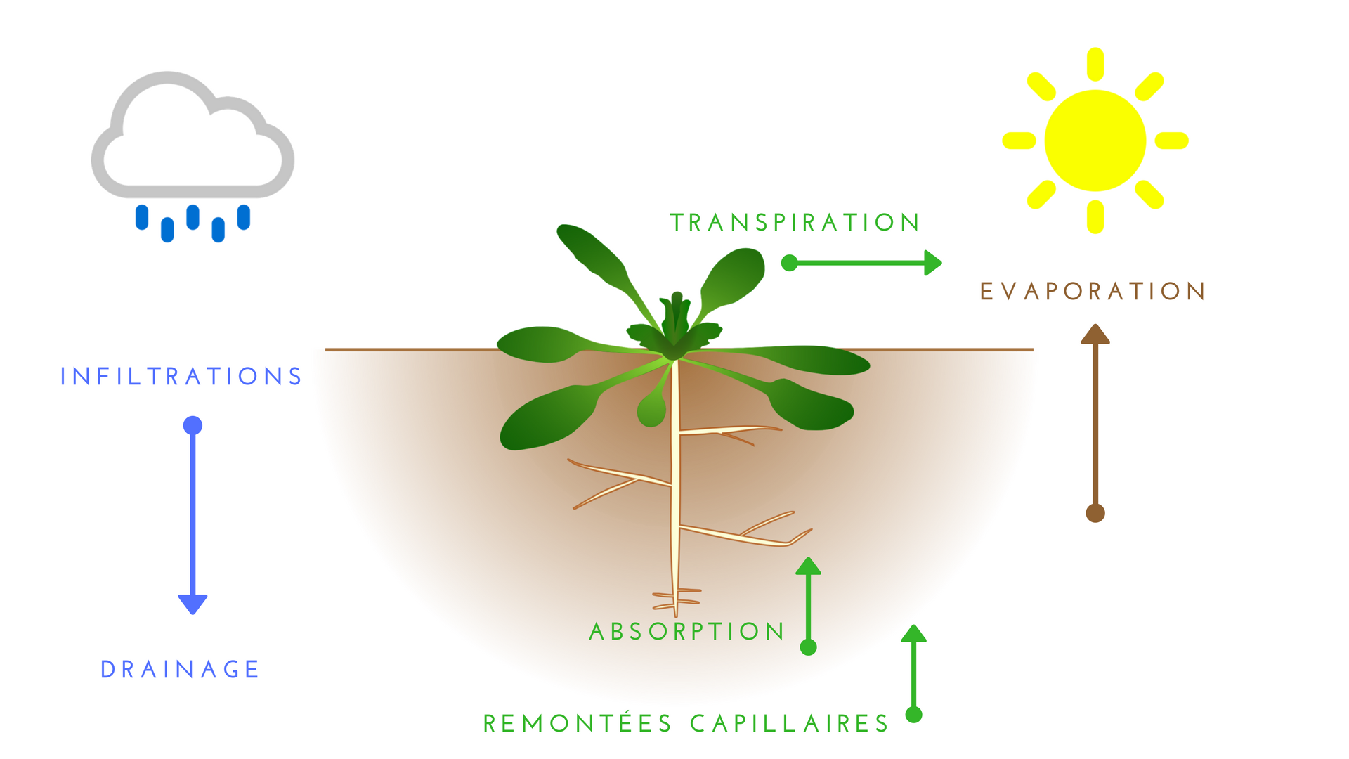 l'eau et la plante