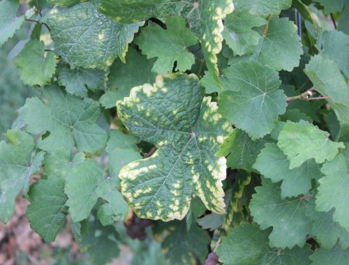 Symptome carence feuille de vigne (c) Jardiner Autrement