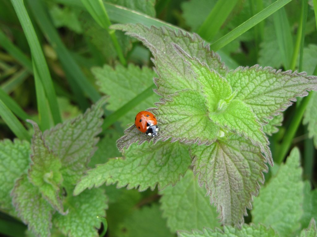 les coccinelles nichent dans les orties