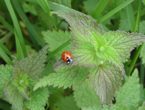 les coccinelles nichent dans les orties