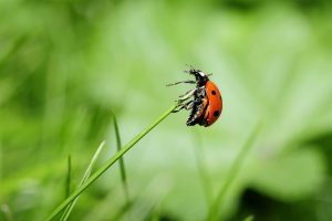 encourager la biodiversité au jardin