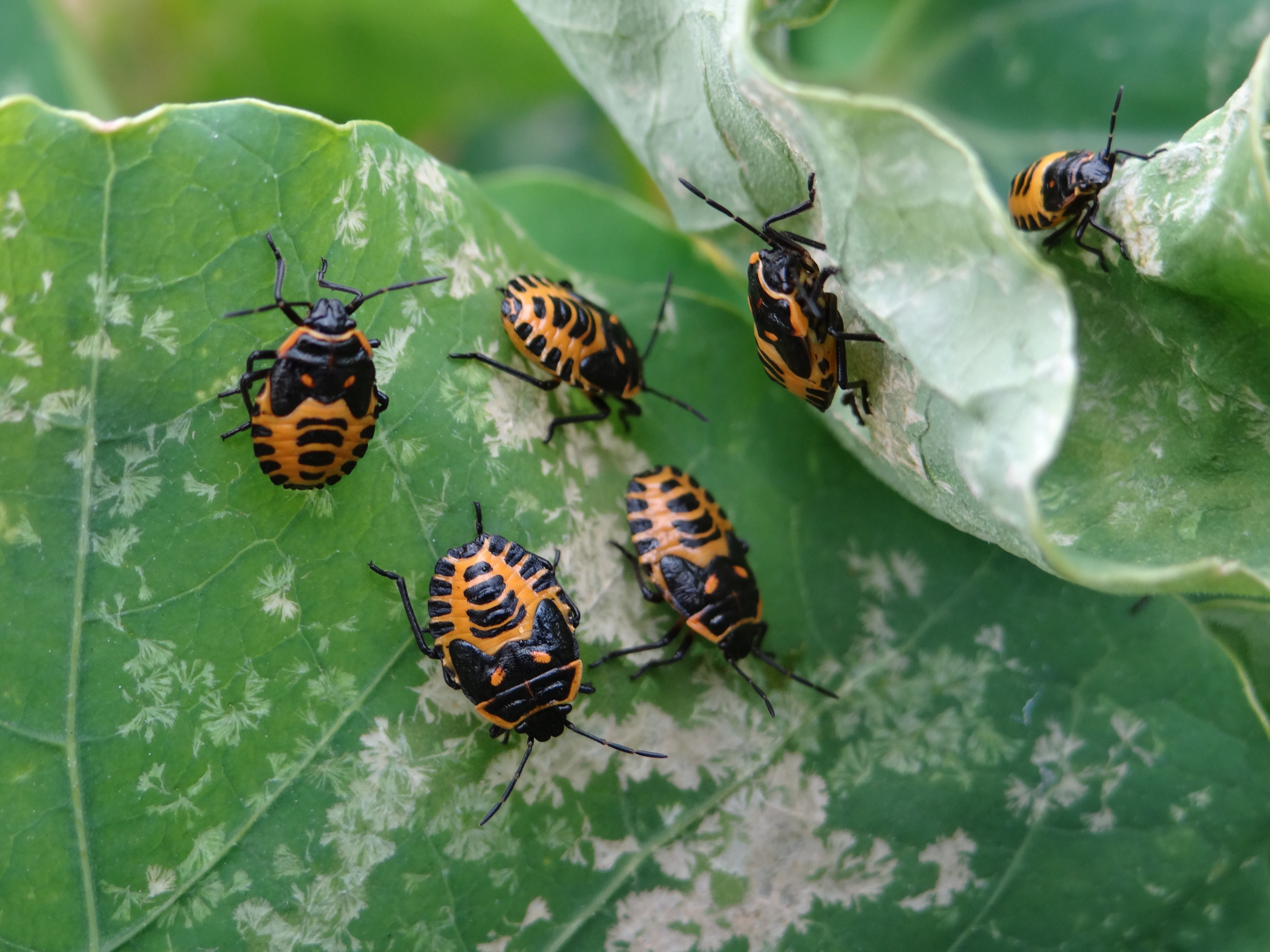 Larves de la punaise du chou Eurydema ventralis sur une capucine. © G.Carcassès