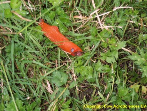 Limace orange Arion rufus (c) F. Marque, Dow Agrosciences