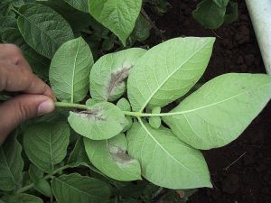 Symptomes mildiou sur feuilles de pomme de terre