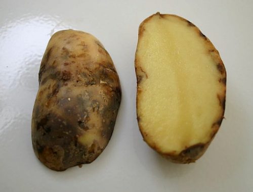 Symptômes mildiou sur pomme de terre